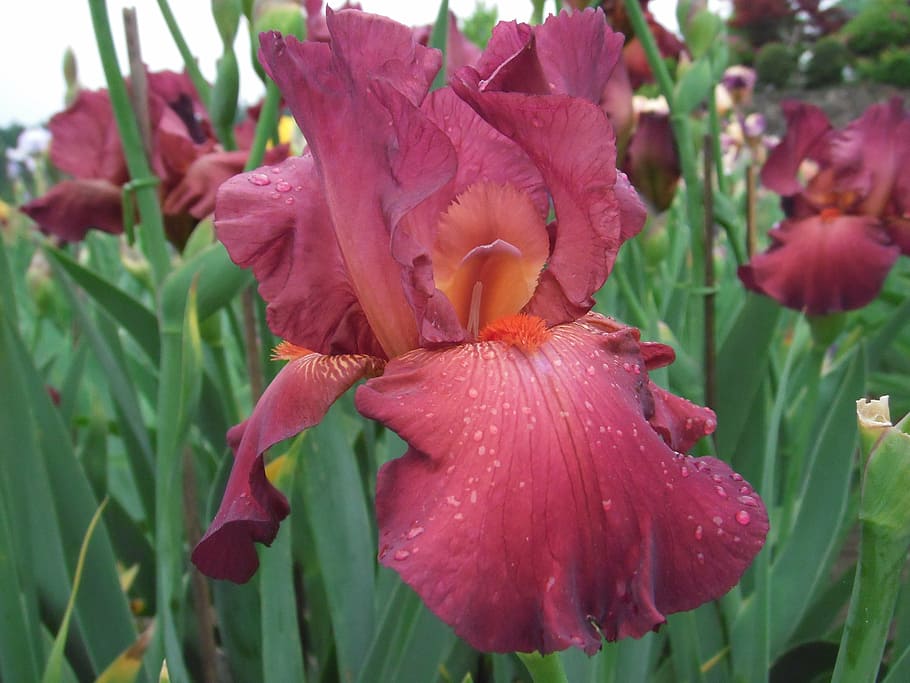 flowers, iris, german iris, flowering plant, beauty in nature HD wallpaper