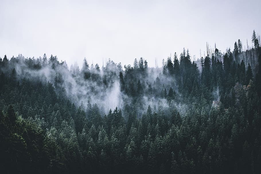 photo of green pine trees with fogs, aerial view photography of forest field during cloudy sky HD wallpaper