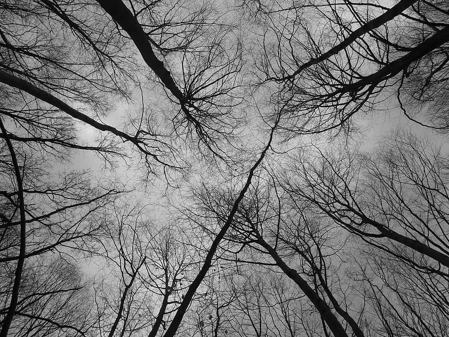 forest, branches, nature, trees, tree branches, bare tree, plant HD wallpaper