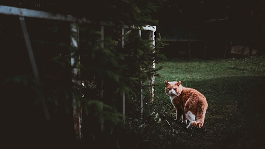 brown and white cat standing on green grass field, selective focus photography of orange cat near fence HD wallpaper