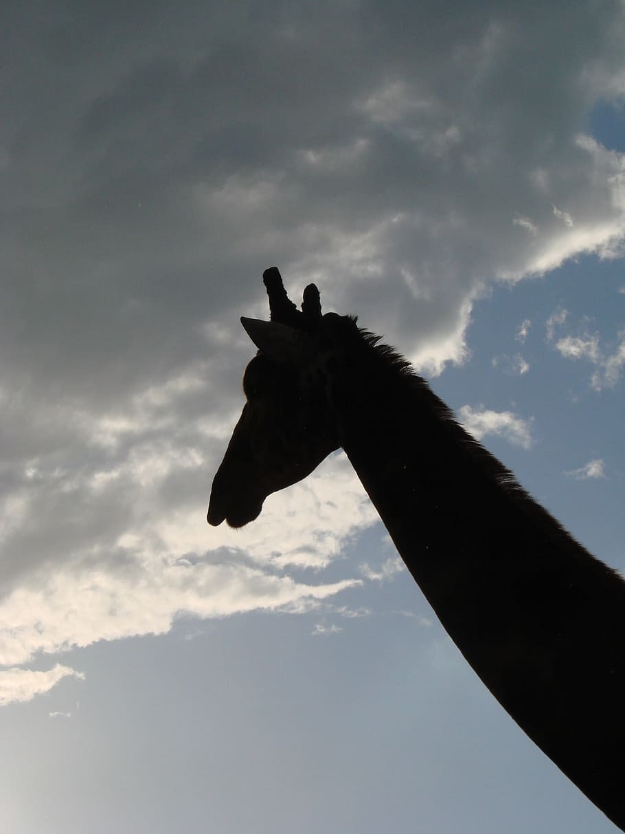 Giraffe, Cloud, Silhouette, Giraffes, head, clouds, safari HD wallpaper