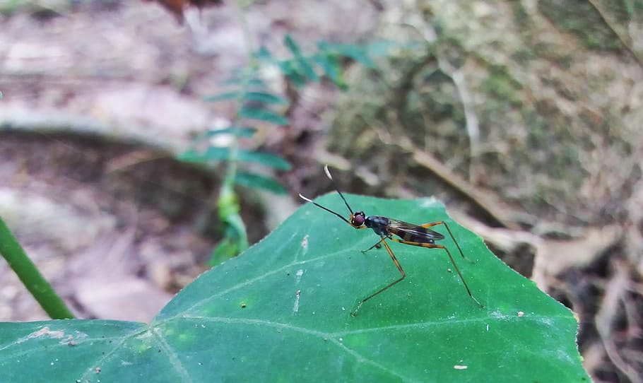insects, macro, animal, is, bees, vietnam, invertebrate, animals in the wild HD wallpaper