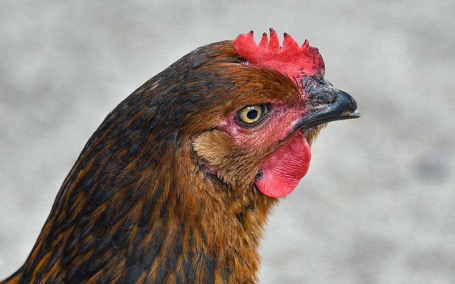 hen, portrait, poultry, head, animal, animal themes, bird, one animal HD wallpaper