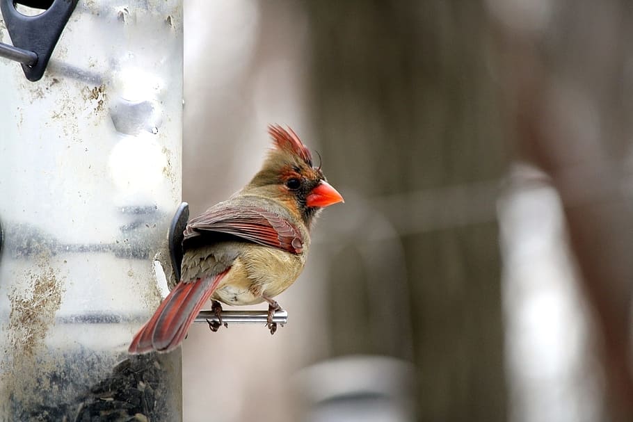 red and brown cardinal bird, feeder, nature, wildlife, birdwatching HD wallpaper