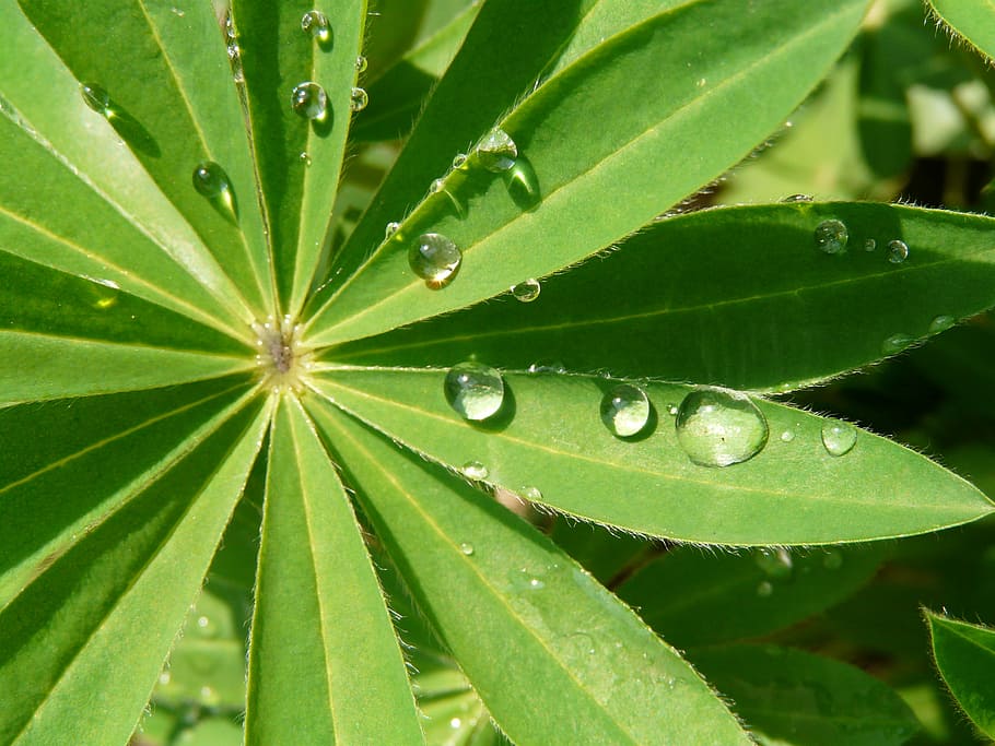 Drops, Leaf, Freshness, green, the freshness, joy, green color HD wallpaper
