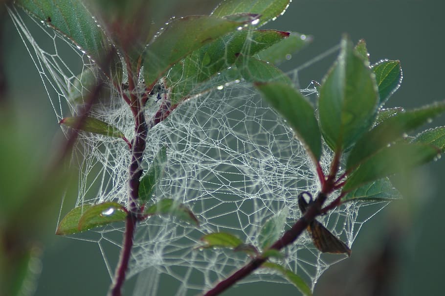 Web, Jumble, Spider, Drops, Dew, Bush, nature, trap, insect HD wallpaper