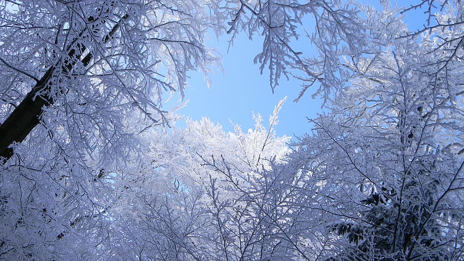 winter, snow, frost, tree, cold, cold temperature, plant, beauty in nature HD wallpaper