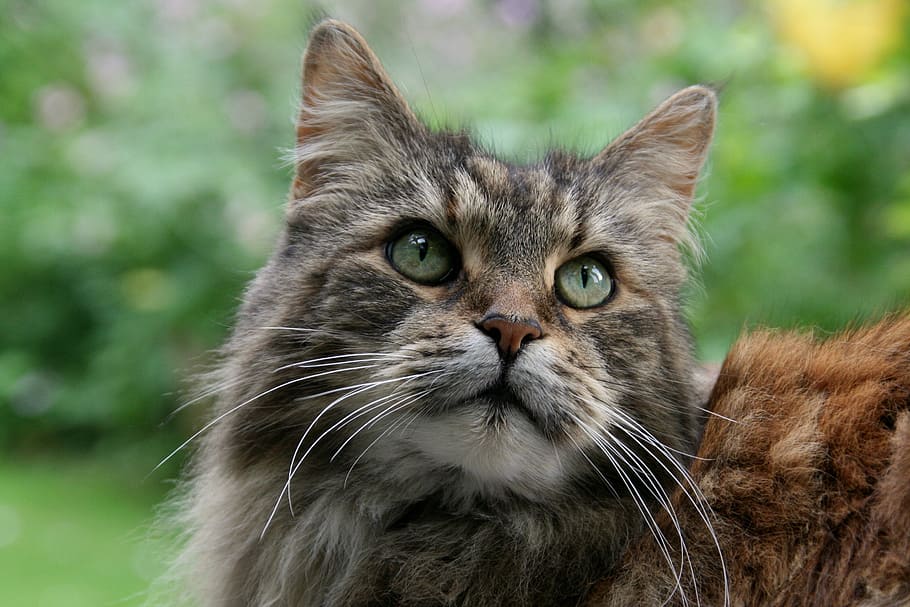 Online crop | HD wallpaper: grey tabby cat close-up photo, maine coon ...
