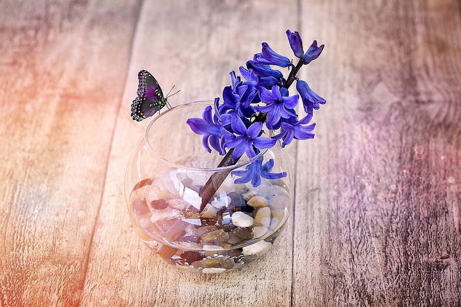 purple hyacinth flowers in clear glass fishbowl on brown wooden surface, HD wallpaper