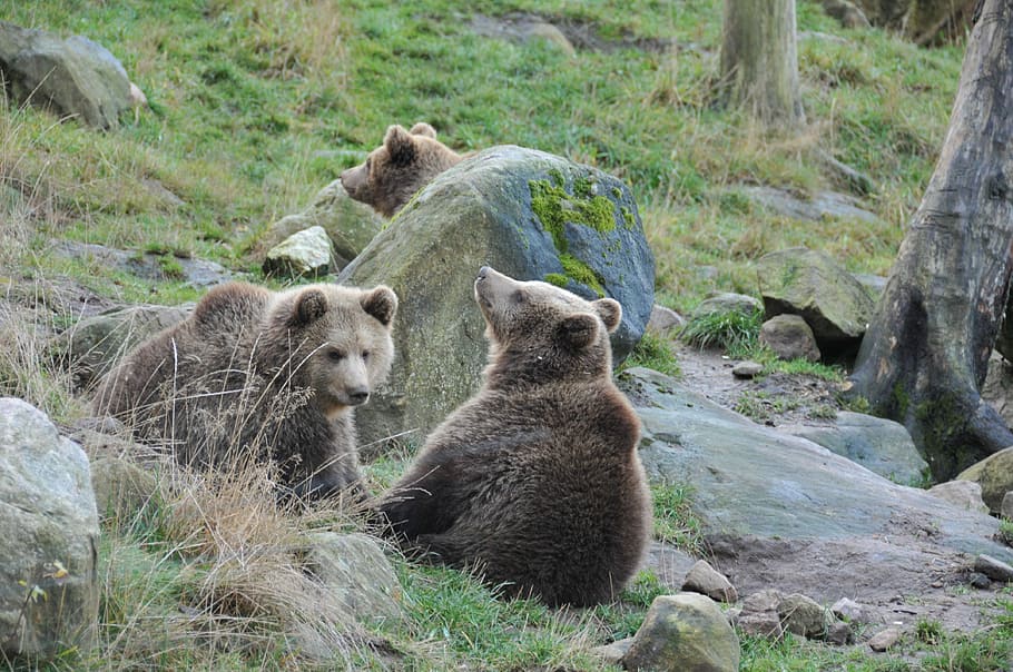 two brown bears, Cubs, Forest, Animals, Nature, bear cubs, animal world HD wallpaper