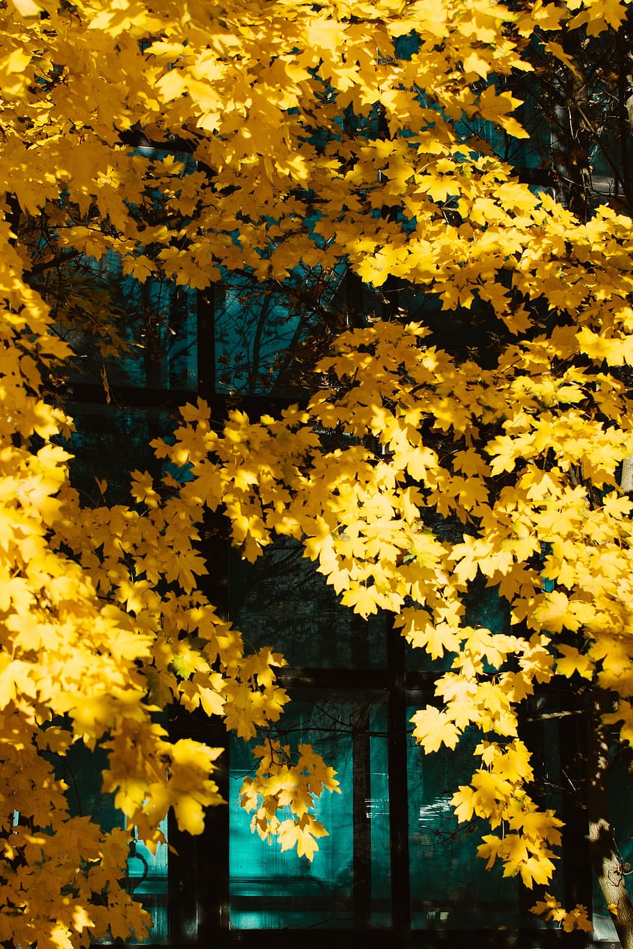 yellow, leaves, trees, forest, woods, fall, plant, flower, beauty in nature HD wallpaper
