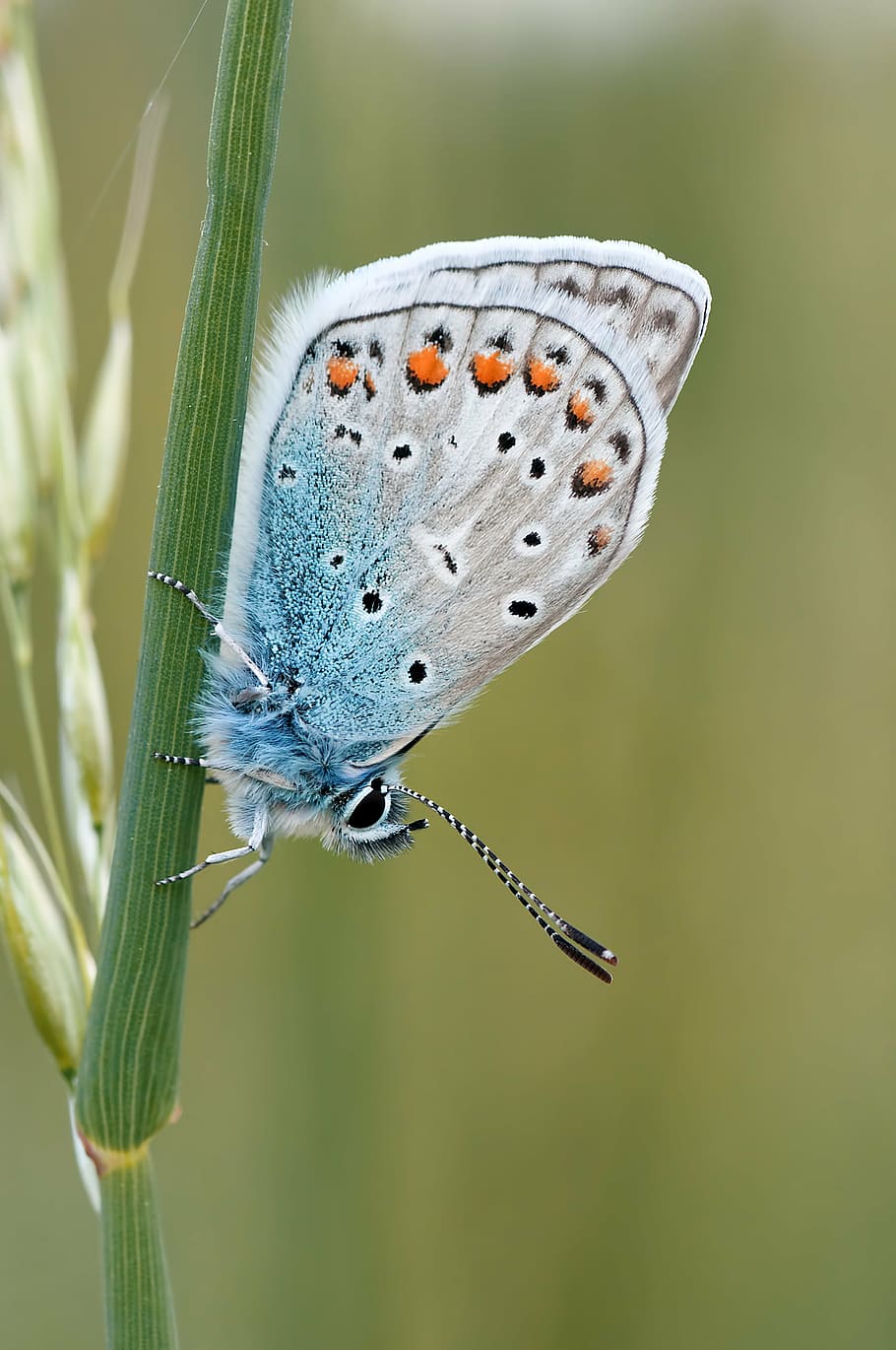 silver-studded butterfly, nature, insect, macro, butterfly - Insect HD wallpaper