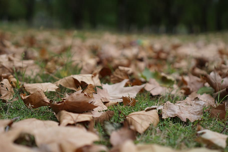 maple leaf leaves, autumn, yellow, selective focus, plant, land HD wallpaper