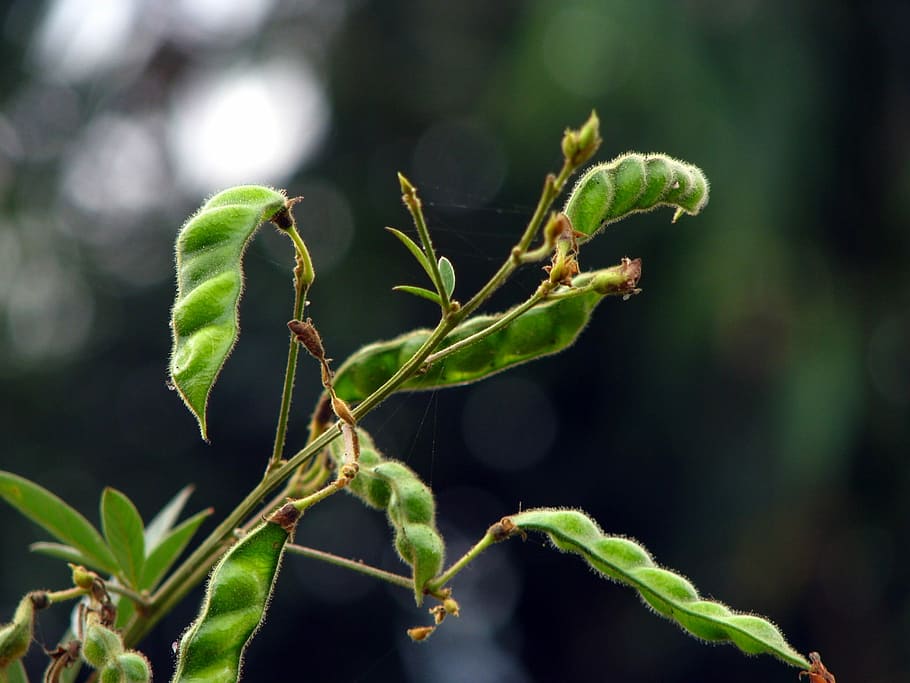 leaf, nature, flora, toor dal, pigeon pea, green, natural, garden HD wallpaper