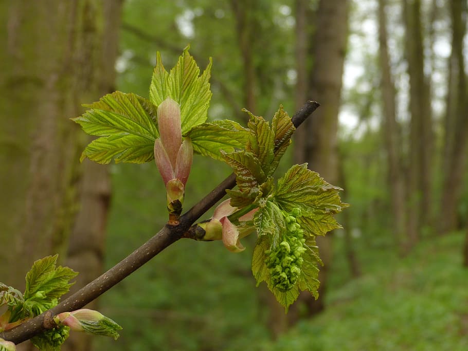bud, fresh green, new leaf, plant, growth, focus on foreground HD wallpaper