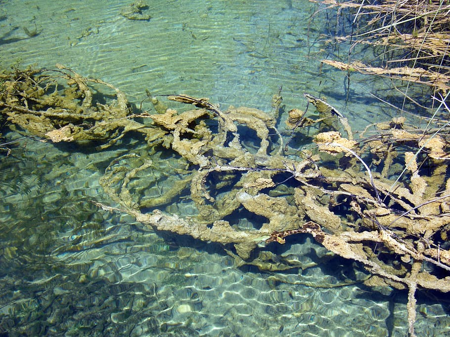 lake, water, clean, croatia, plittvice, lakes, magic, fish HD wallpaper