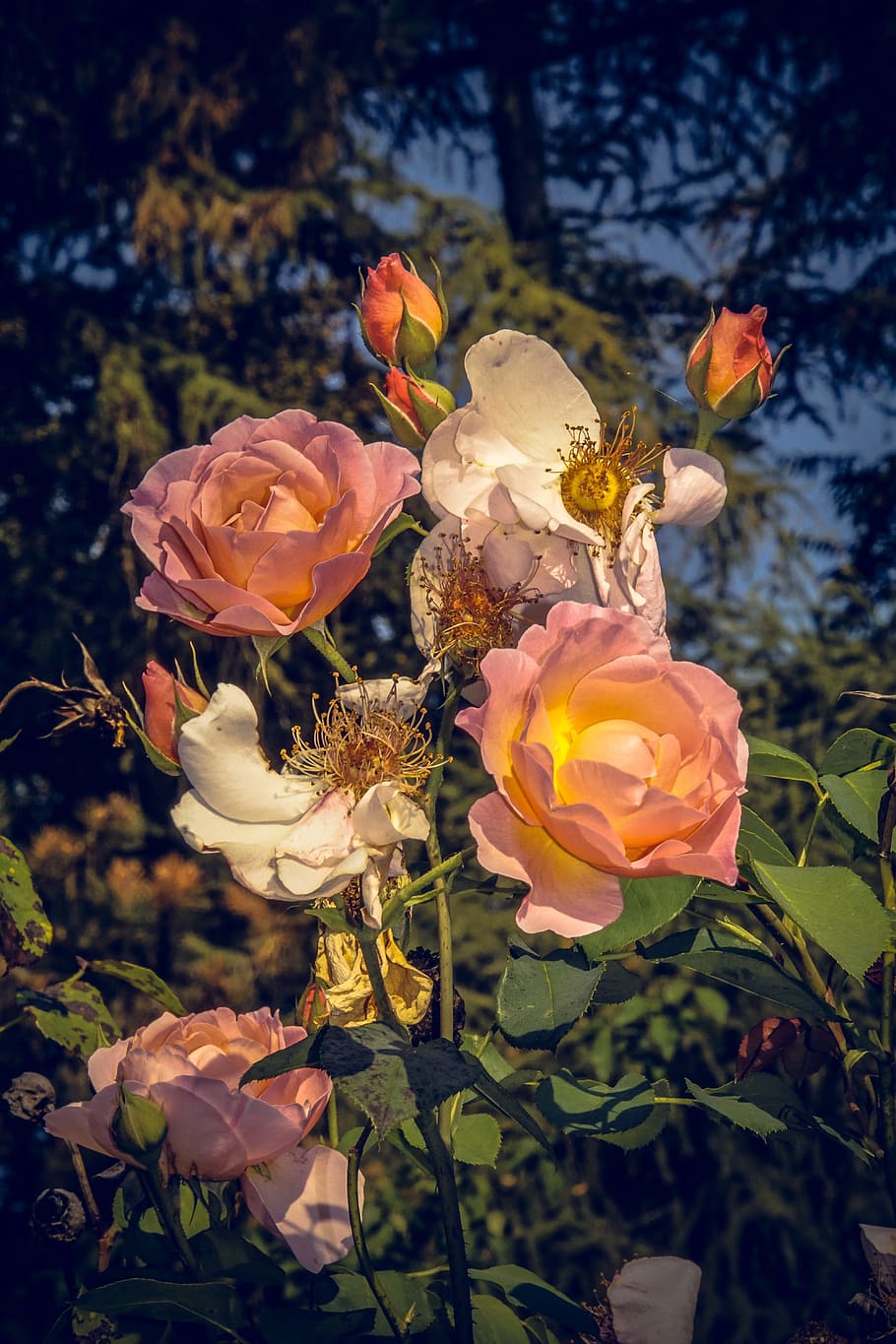 rose, blossom, bloom, close, rosaceae, velvet, flower stalk HD wallpaper