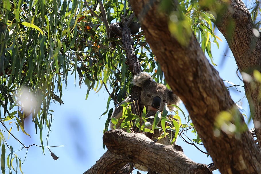 Hd Wallpaper Koala Tree Gum Gumtree Marsupial Plant Animal