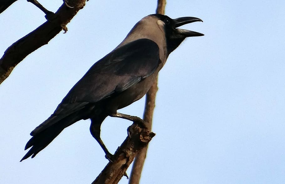 Hd Wallpaper Bird Indian House Crow Corvus Splendens Indian Greynecked Crow Wallpaper Flare