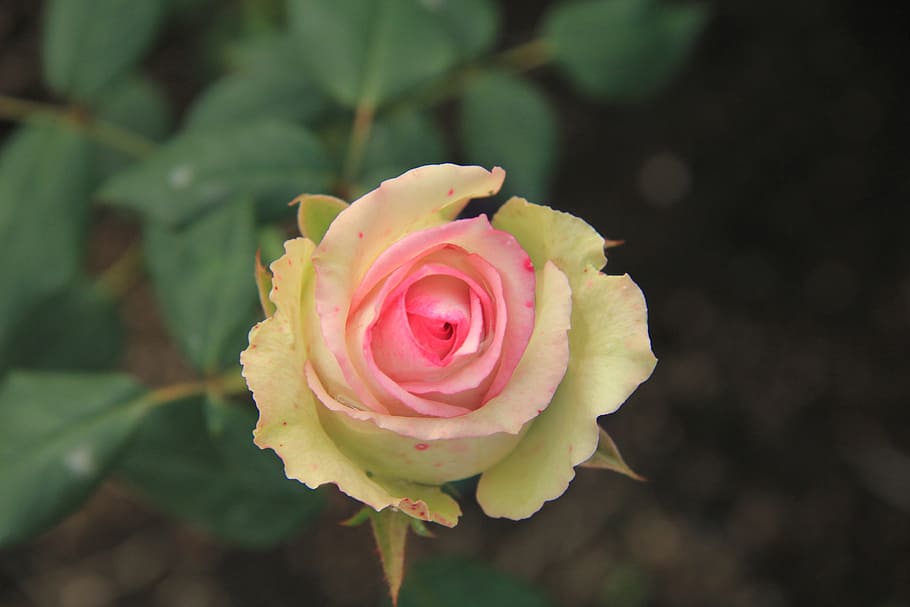 rose, pink, flower, plant, flowering plant, rose - flower, beauty in nature HD wallpaper