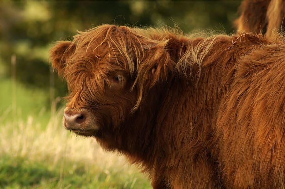 beef, highland, bull, scottish hochlandrind, highland cattle, HD wallpaper