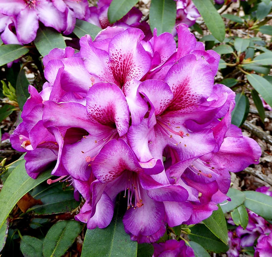 spring, rhododendron, blossom, bloom, close, purple, white HD wallpaper
