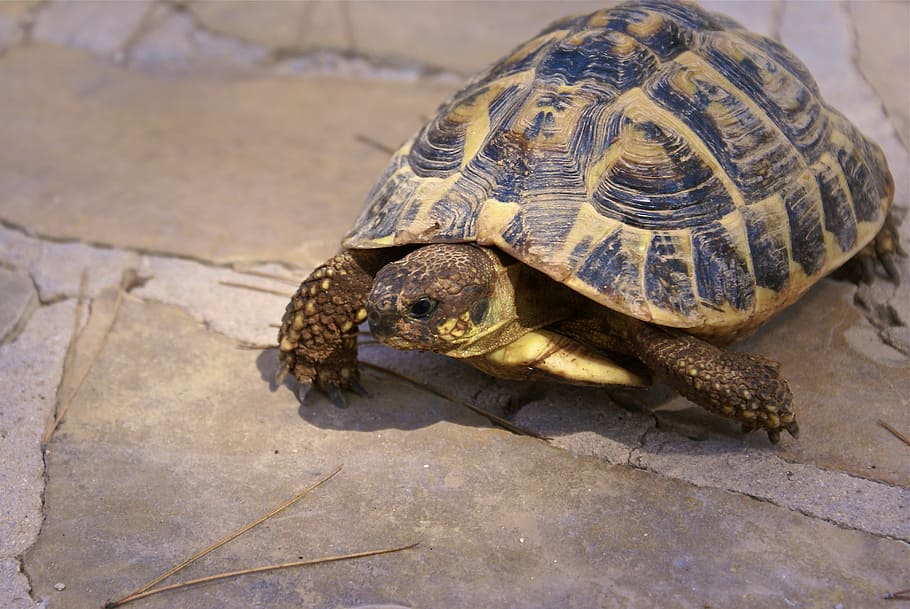 Herman, Tortoise, Pet, Earth, herman tortoise, one animal, animal shell HD wallpaper