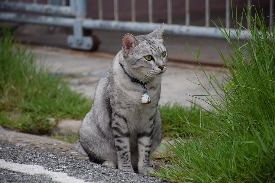 cat, animals, pets, eye, tree, street, cute, beautiful, gray HD wallpaper
