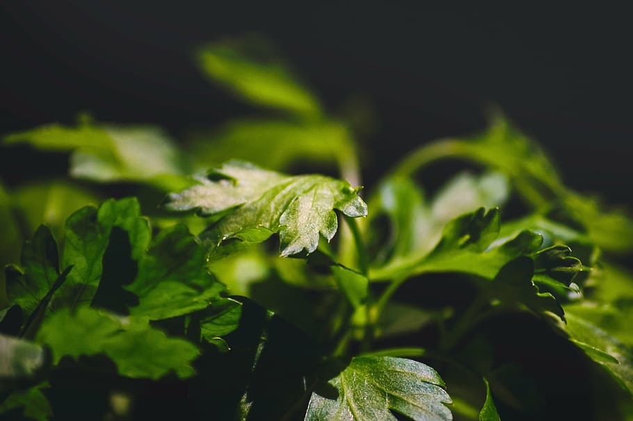 selective focus photo of green plant, parsley, food, fresh, healthy