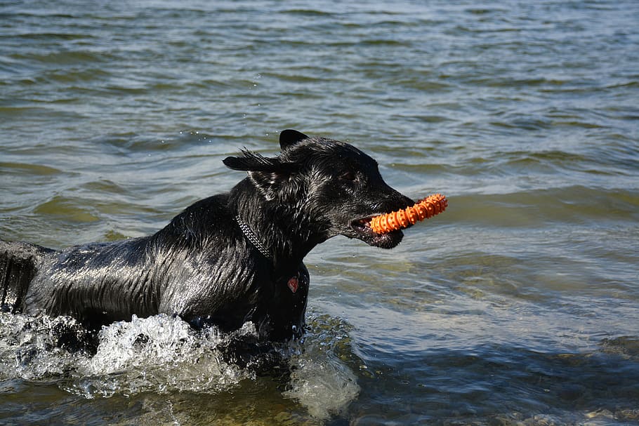 dog, retriever, flat, water, fun, play, pets, animal, animal themes HD wallpaper