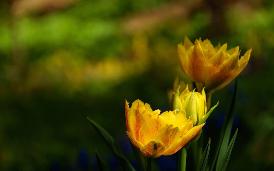klitschko, whether or not, flower, flowering plant, freshness HD wallpaper