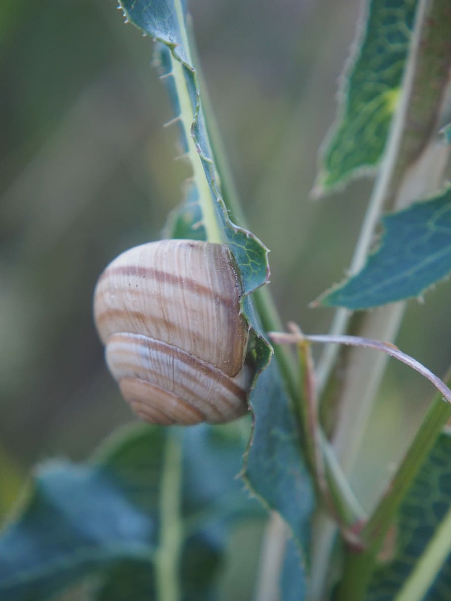 Snail, Shell, Nature, Spiral, Housing, grass, field, one animal HD wallpaper