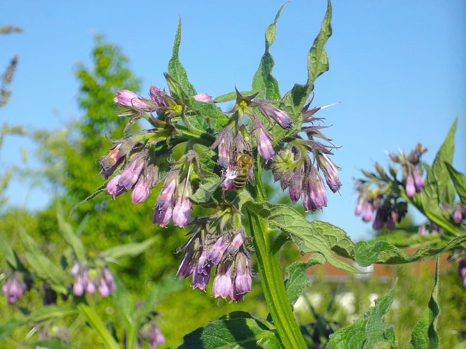 comfrey, wild herb, plant, growth, beauty in nature, flowering plant HD wallpaper