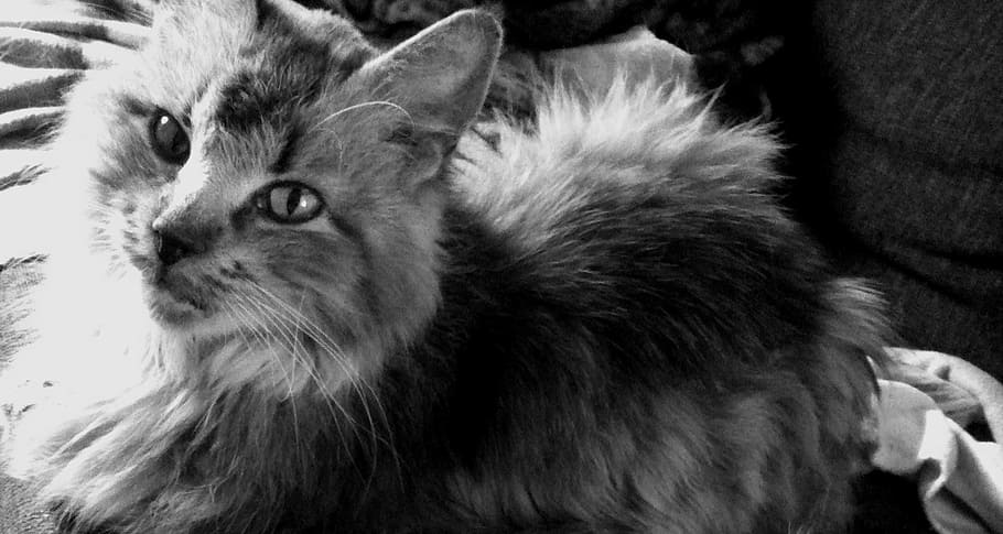 cat, cat face, head, mieze, black and white, dear, cat's eyes HD wallpaper