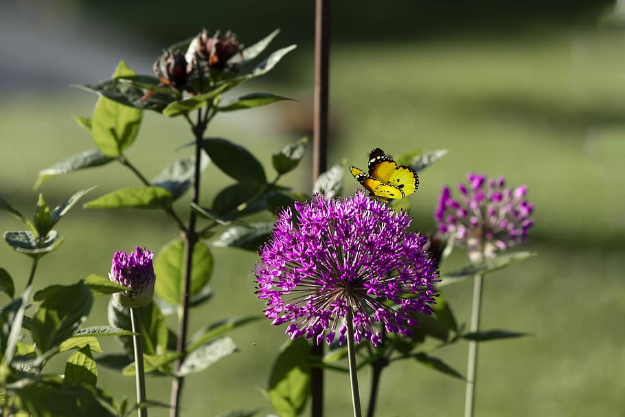 flower, butterfly, nature, flowering plant, animal themes, fragility HD wallpaper