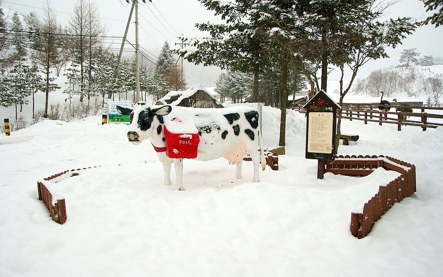 klitschko, whether or not, snow, winter, cold temperature, tree HD wallpaper