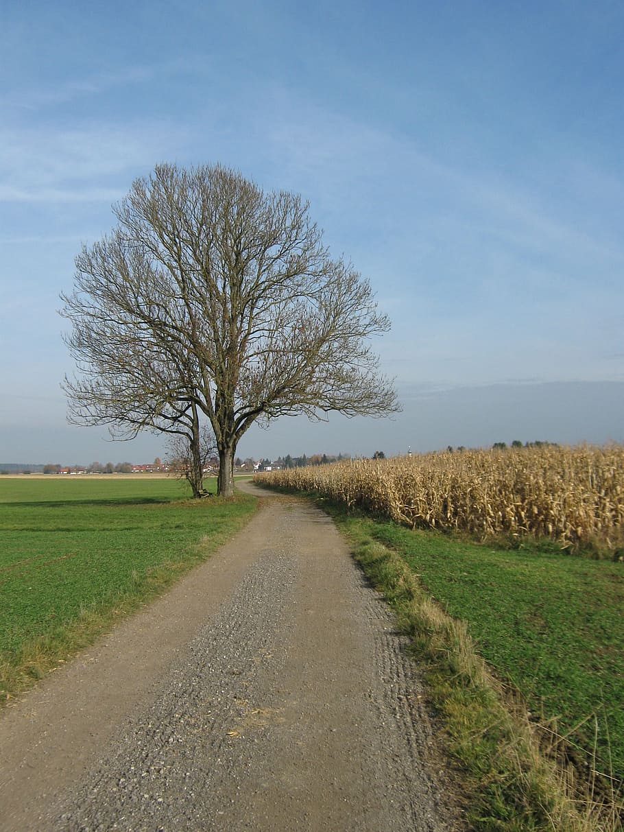 Bavaria, Tree, Away, Path, autumn, landscape, nature, rural Scene HD wallpaper