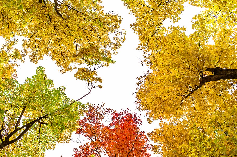 worm's eye view photography of trees, yellow, red, and green trees under white sky HD wallpaper