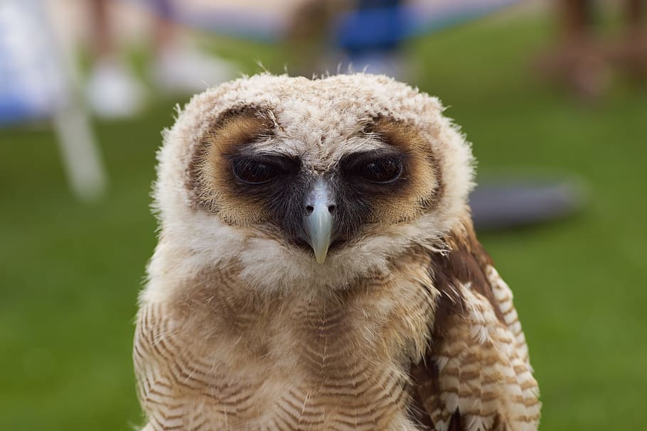 owl, bird, nature, feather, predator, eye, beak, face, one animal HD wallpaper