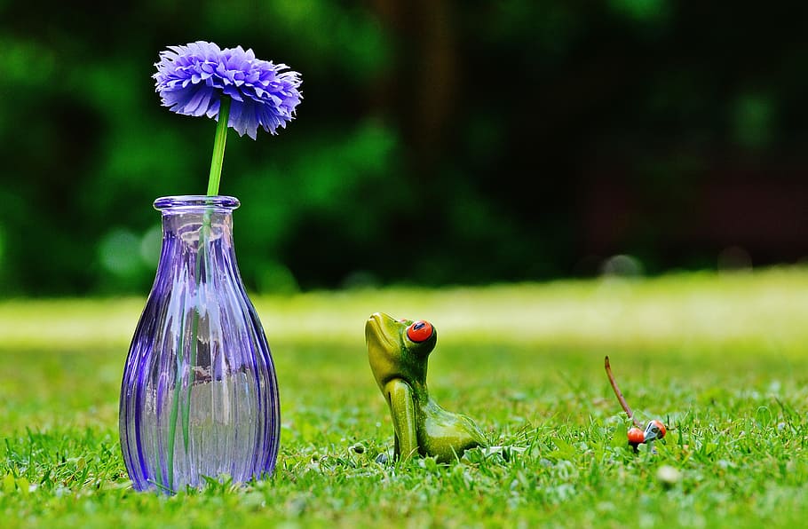 Vase, Flower, Frog, Cute, Sweet, funny, meadow, nature, grass HD wallpaper