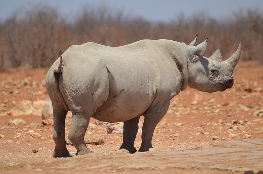 grey Rhinoceros stand near grass at daytime, etosha, mammal, big five