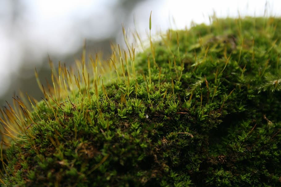 moss, macro, green, flower, plant, growth, green color, selective focus HD wallpaper
