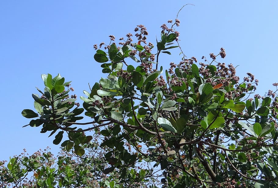 Trees, Cashew, Nuts, Branches, Greenery, leaves, leafy, stems HD wallpaper