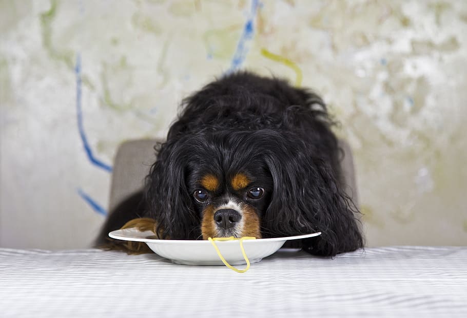 Cavalier King Charles spaniel eating on plate, dog, purebred dog