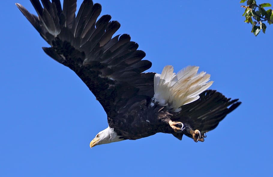 flying eagle, bald eagle, soaring, bird, raptor, flight, wild HD wallpaper