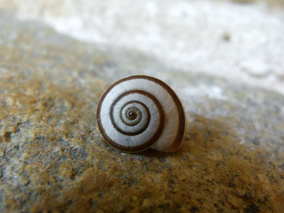 snail, shell, spiral, animal wildlife, animal shell, animal themes HD wallpaper