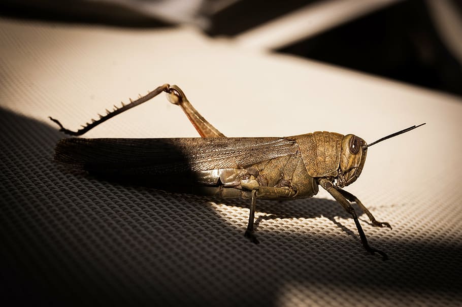 grasshopper, cricket, insect, animal, nature, wildlife, close-up HD wallpaper