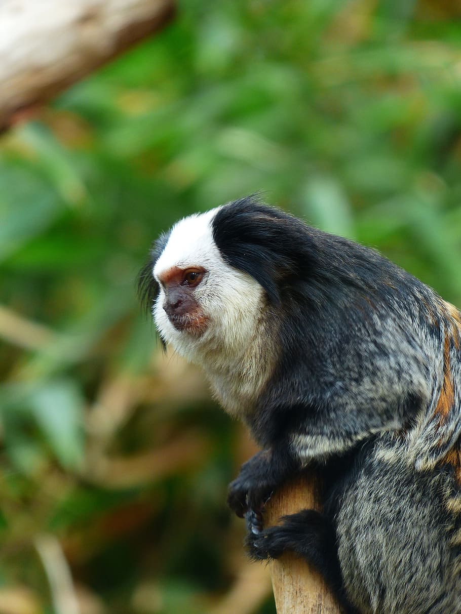 white-headed marmoset, monkey, äffchen, cute, small, callithrix geoffroyi, HD wallpaper