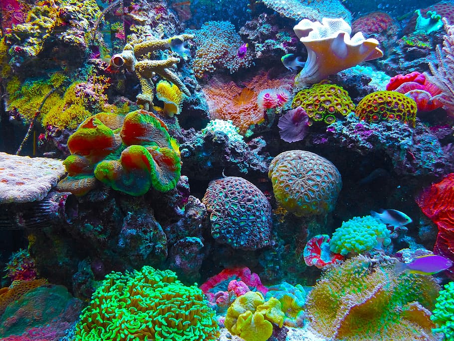 assorted artificial corals, coral reef, sea, south sea, salt water