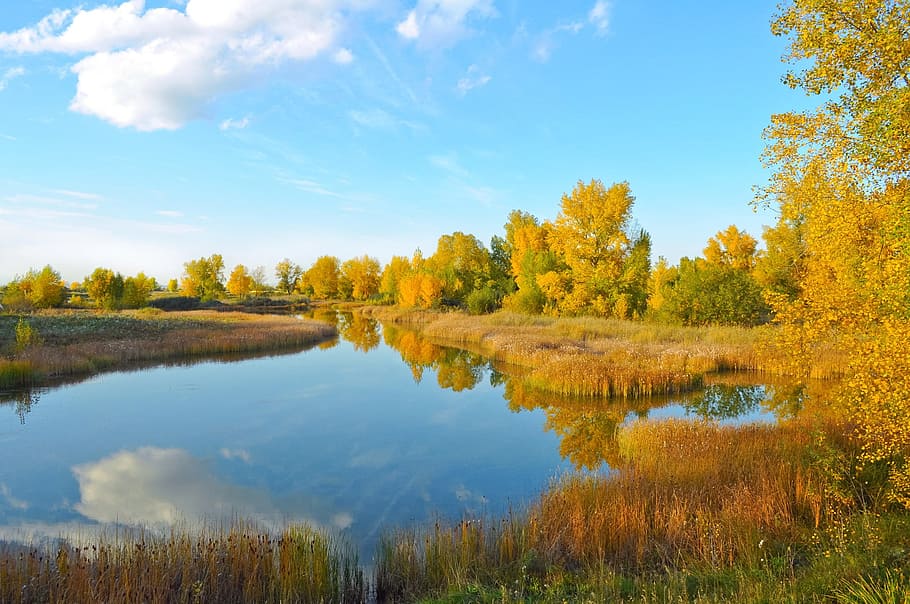 freshwater surrounded by green and brown grass, lake, trees HD wallpaper